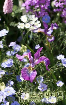 2016英國切爾西花展銀鍍金獎作品賞析