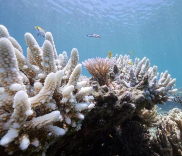 澳大利亞大堡礁或?qū)⒈涣惺澜邕z產(chǎn)危險(xiǎn)名錄