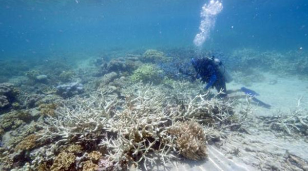 澳大利亞大堡礁或?qū)⒈涣惺澜邕z產(chǎn)危險(xiǎn)名錄