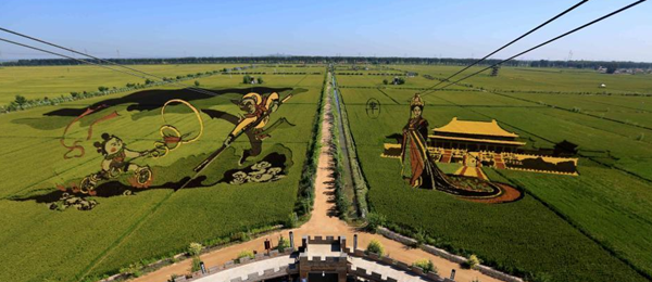 遼寧沈陽“3D稻田畫”進(jìn)入最佳觀賞期