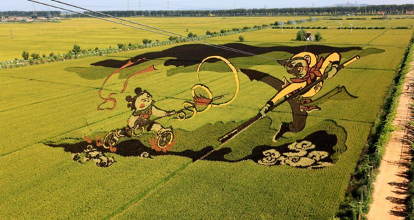 遼寧沈陽“3D稻田畫”進(jìn)入最佳觀賞期