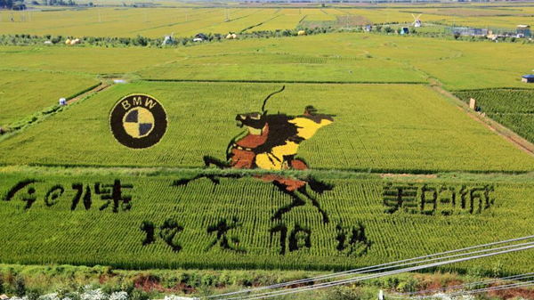 遼寧沈陽“3D稻田畫”進(jìn)入最佳觀賞期