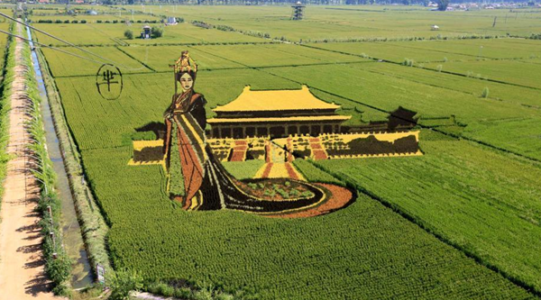 遼寧沈陽“3D稻田畫”進(jìn)入最佳觀賞期