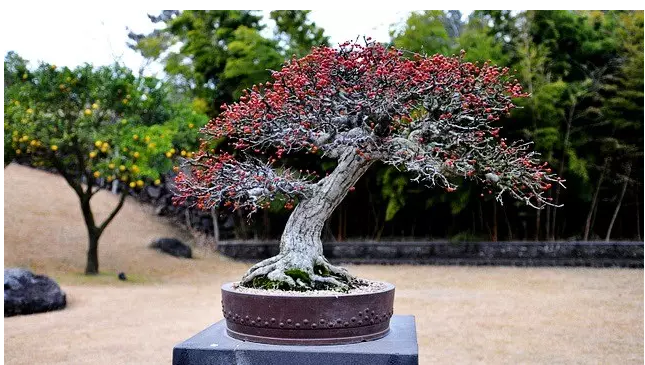 世界最大的盆栽公園——思索之苑