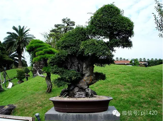 世界最大的盆栽公園——思索之苑