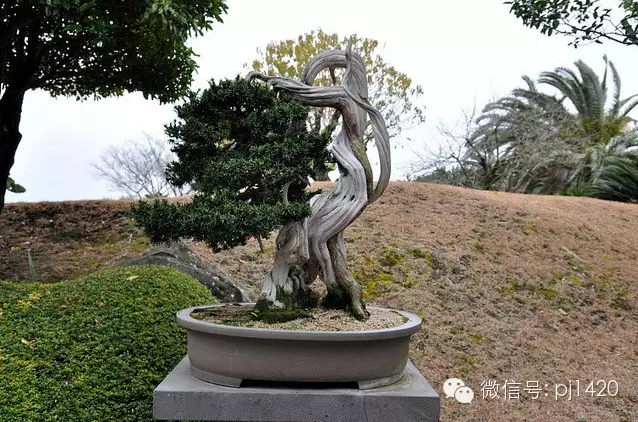 世界最大的盆栽公園——思索之苑