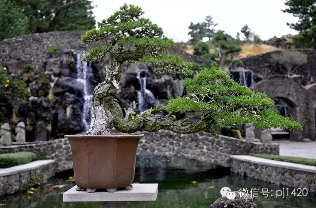 世界最大的盆栽公園——思索之苑