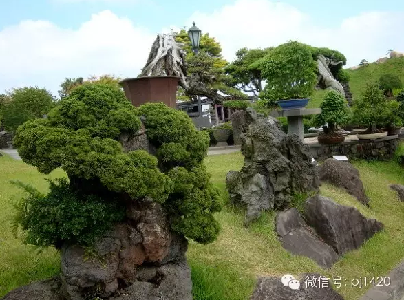 世界最大的盆栽公園——思索之苑