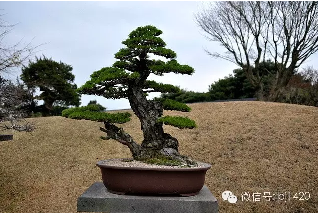 世界最大的盆栽公園——思索之苑