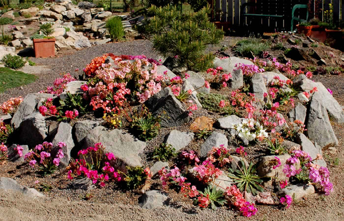 山石與植物在現代巖石園中的藝術表現