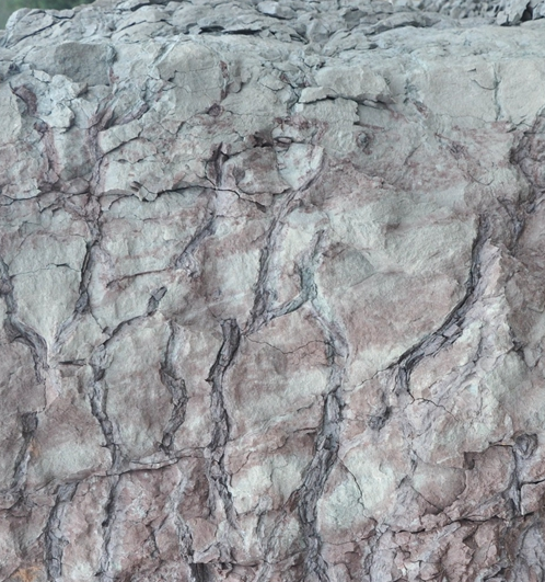 早期維管植物的成土作用