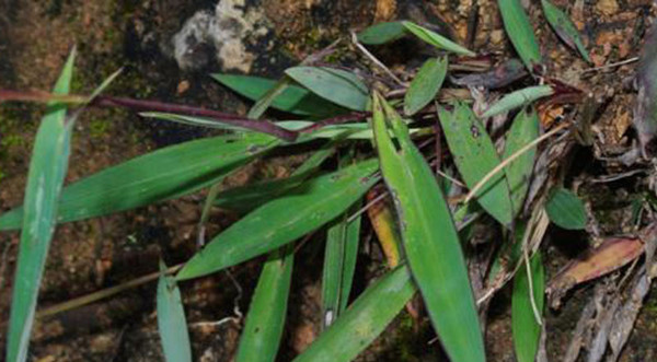 我國采集到珍稀植物箭葉大油芒標(biāo)本