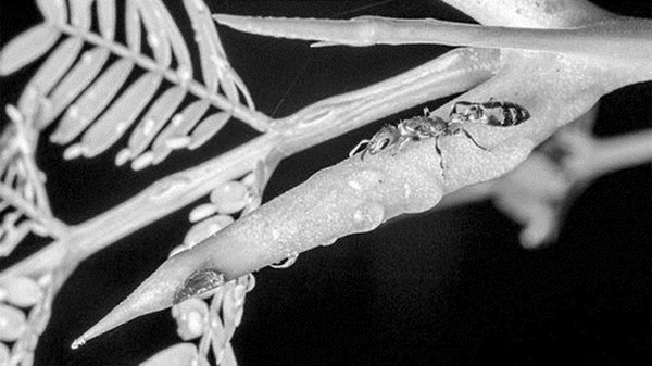 中國科學(xué)報(bào):共生動植物基因快速進(jìn)化