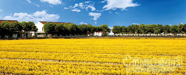 無(wú)錫明申農(nóng)業(yè)特色品種黃金枸骨，圓彩化中國(guó)的夢(mèng)