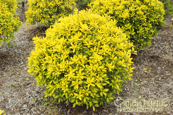 無(wú)錫明申農(nóng)業(yè)特色品種黃金枸骨，圓彩化中國(guó)的夢(mèng)