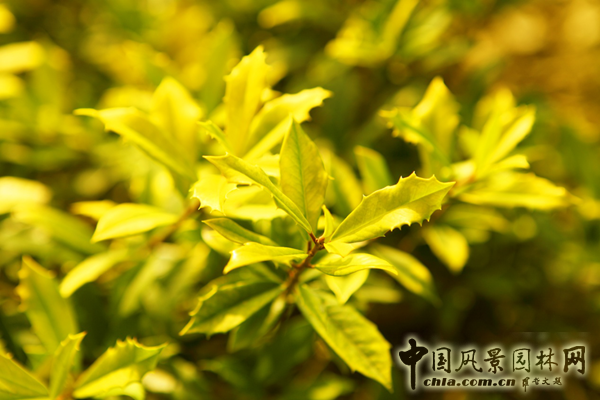 無(wú)錫明申農(nóng)業(yè)特色品種黃金枸骨，圓彩化中國(guó)的夢(mèng)