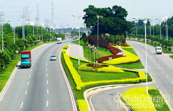 無錫明申農業特色品種黃金枸骨，圓彩化中國的夢