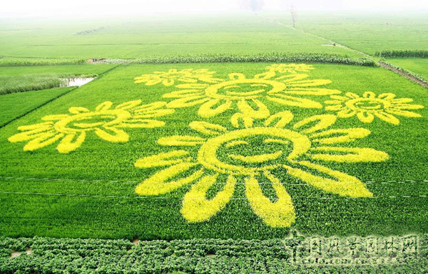 無錫明申農業特色品種黃金枸骨，圓彩化中國的夢