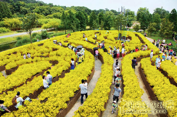 無錫明申農業特色品種黃金枸骨，圓彩化中國的夢