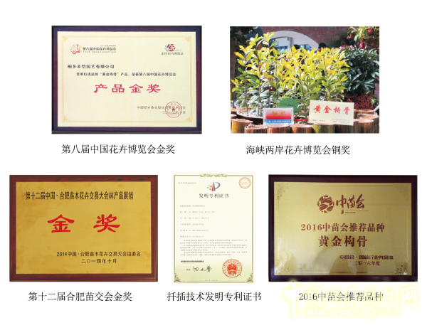 無錫明申農業特色品種黃金枸骨，圓彩化中國的夢