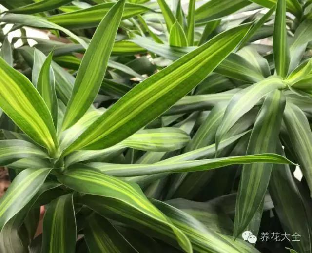 家庭養花:適合衛生間種植的7種植物