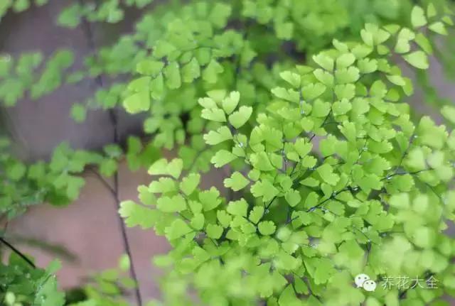 家庭養花:適合衛生間種植的7種植物