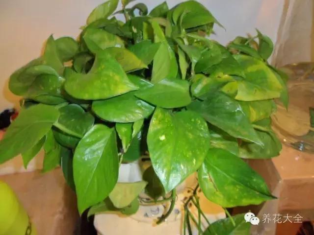 家庭養花:適合衛生間種植的7種植物