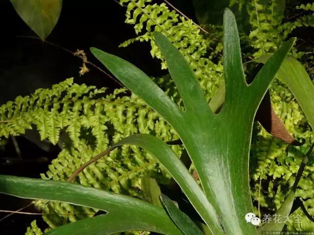 家庭養花:適合衛生間種植的7種植物