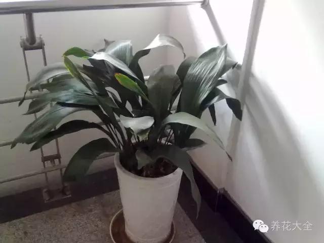 家庭養花:適合衛生間種植的7種植物