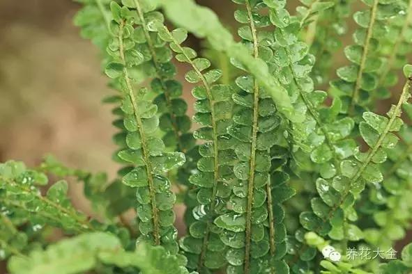家庭養花:適合衛生間種植的7種植物
