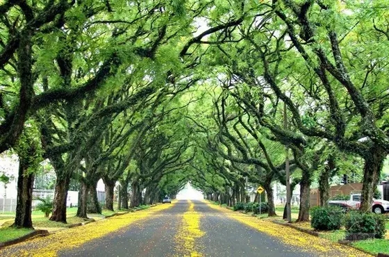 盤點(diǎn)：全球15處絕美花街