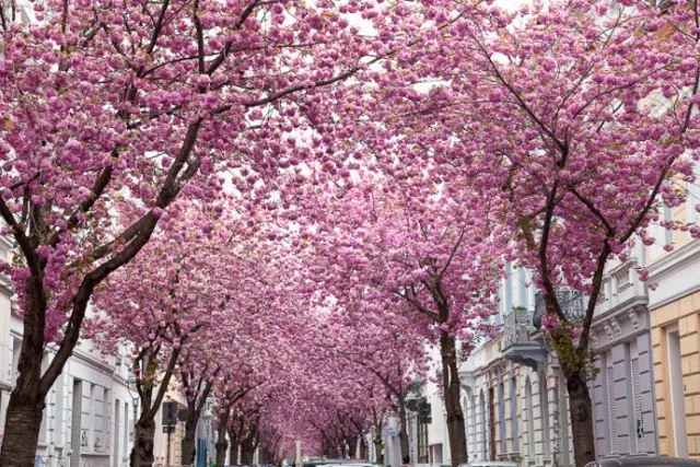 盤點:全球15處絕美花街