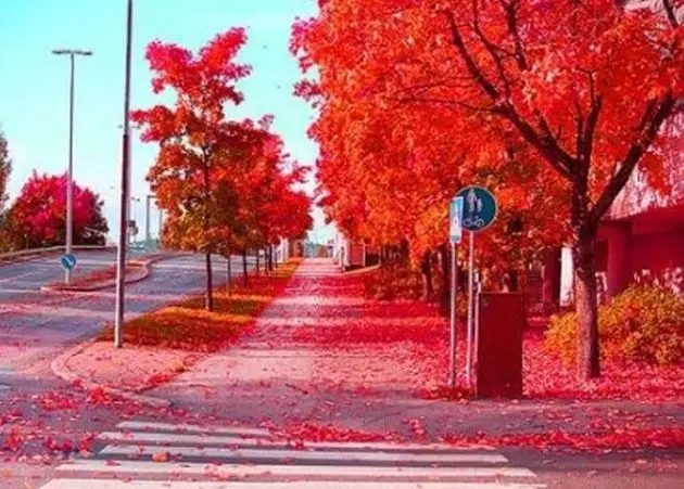 盤點:全球15處絕美花街