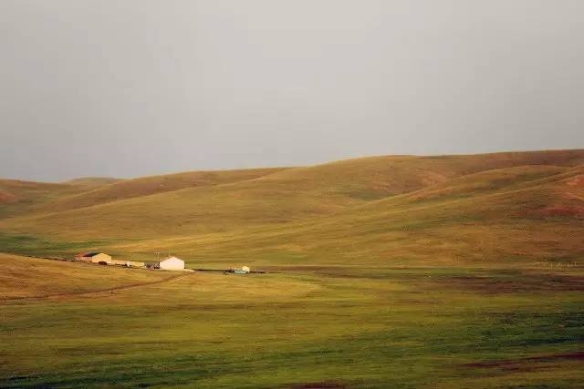 風沙中的堅強小草——蒙草生態修復顯成效