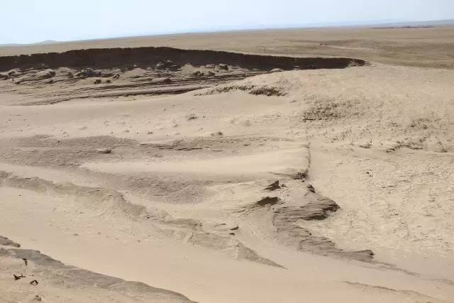 風沙中的堅強小草——蒙草生態修復顯成效