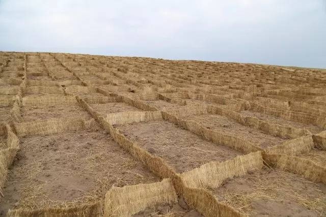 風沙中的堅強小草——蒙草生態修復顯成效