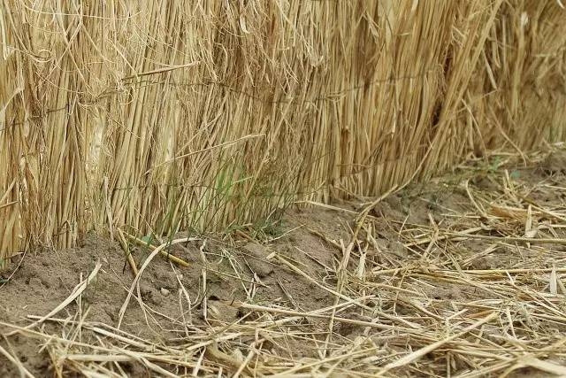 風(fēng)沙中的堅(jiān)強(qiáng)小草——蒙草生態(tài)修復(fù)顯成效