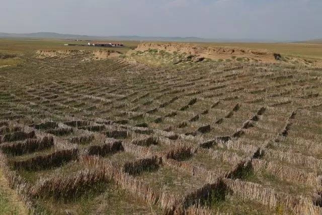 風(fēng)沙中的堅(jiān)強(qiáng)小草——蒙草生態(tài)修復(fù)顯成效