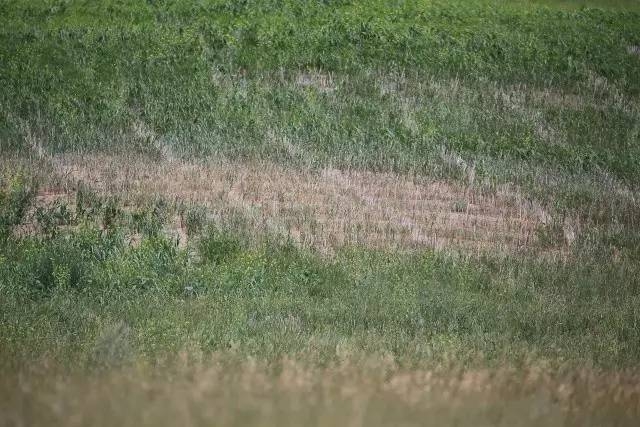 風(fēng)沙中的堅(jiān)強(qiáng)小草——蒙草生態(tài)修復(fù)顯成效