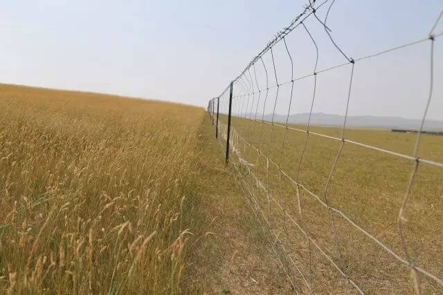 風沙中的堅強小草——蒙草生態(tài)修復顯成效