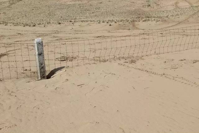 風沙中的堅強小草——蒙草生態(tài)修復顯成效