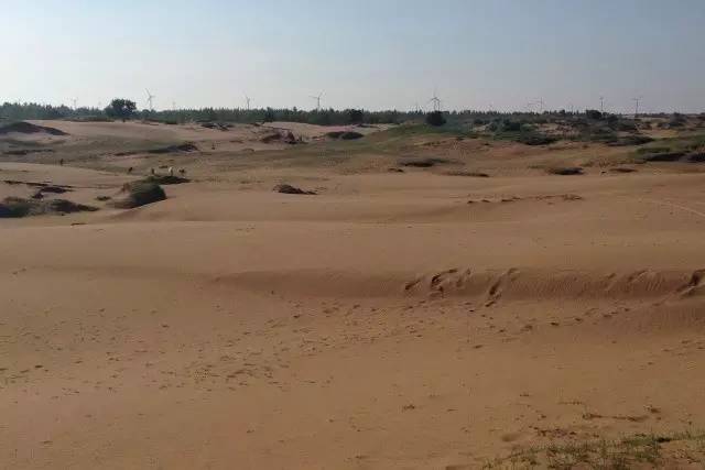 風沙中的堅強小草——蒙草生態(tài)修復顯成效
