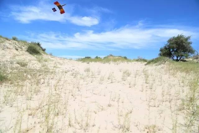 風(fēng)沙中的堅(jiān)強(qiáng)小草——蒙草生態(tài)修復(fù)顯成效