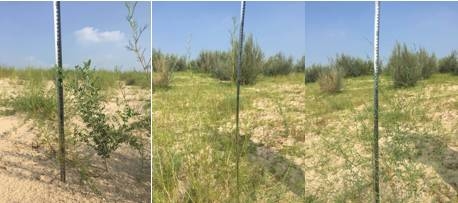 風(fēng)沙中的堅(jiān)強(qiáng)小草——蒙草生態(tài)修復(fù)顯成效
