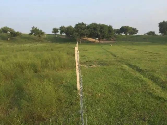 風(fēng)沙中的堅(jiān)強(qiáng)小草——蒙草生態(tài)修復(fù)顯成效