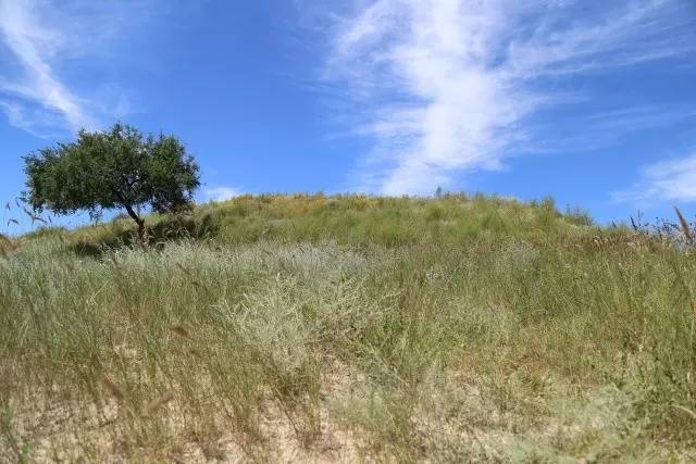 風沙中的堅強小草——蒙草生態(tài)修復顯成效