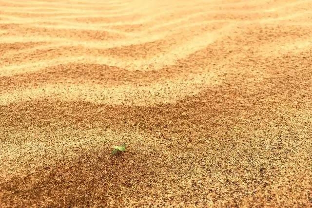 風沙中的堅強小草——蒙草生態(tài)修復顯成效