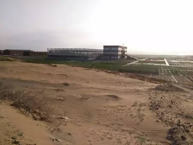 風沙中的堅強小草——蒙草生態(tài)修復顯成效