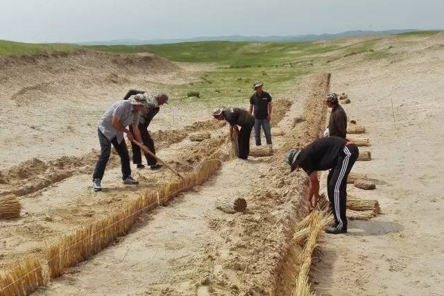 風沙中的堅強小草——蒙草生態修復顯成效