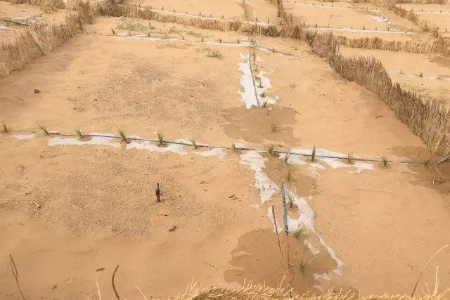風沙中的堅強小草——蒙草生態修復顯成效